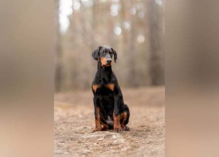 Doberman