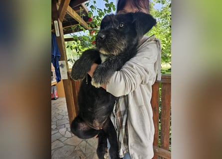 Eléa – Kleine Entdeckerin mit großem Herz sucht Zuhause