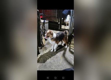 Wunderschöne Border Collie