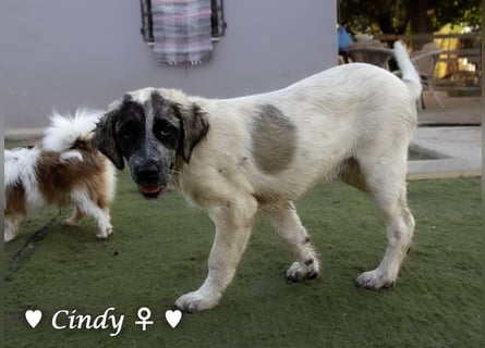 Cindy und Carla suchen ab Mitte Juli ein Zuhause