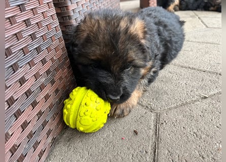 Deutsche Schäferhunde Langstockhaar
