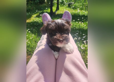 American zwergschnauzer BRUNO