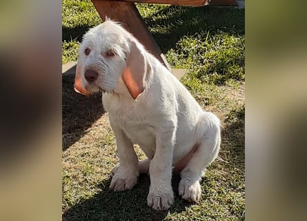Spinone Italiano weiß/orange - WELPEN