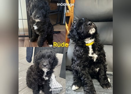 Labradoodle