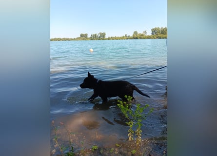 schwarze Schäferhunde aus Leistungszucht