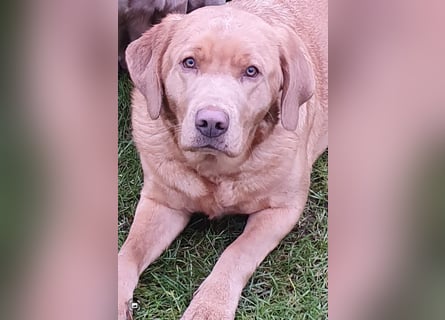 Labrador Welpen mit Ahnenpass