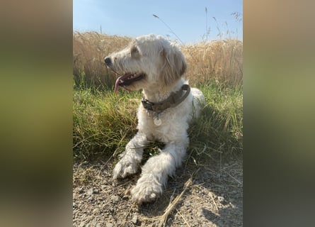 Goldendoodle - Welpen [Double-Doodle]