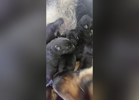 Osteuropäische Schäferhund Welpen