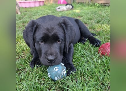 1 Labrador Welpe Rüde mit Ahnentafel