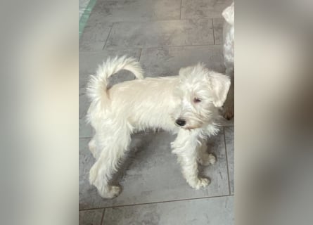 Weiße Zwergschnauzer Welpen nicht haarend reinrassig