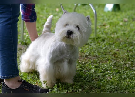 West Highland White Terrier FCI Junge Welpen