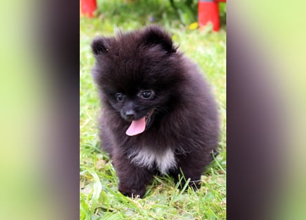 Yulie unsere kleine Pomeranian Zwergspitz Hündin mit Papieren kann ausziehen