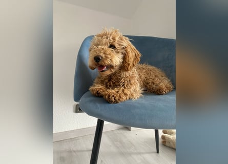 Wunderschöne Mini/Medium Goldendoodle Hündin (max.40cm) in Apricot/Rot zu verkaufen 6 Monate alt
