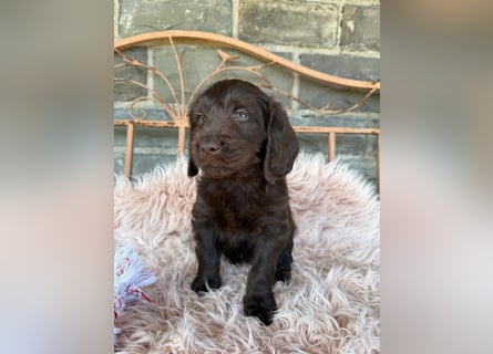 Labradoodle F1