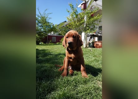Labrador Retriever Foxred/ Dark Foxred - Therapie-, Assistenz-, Familienhunde