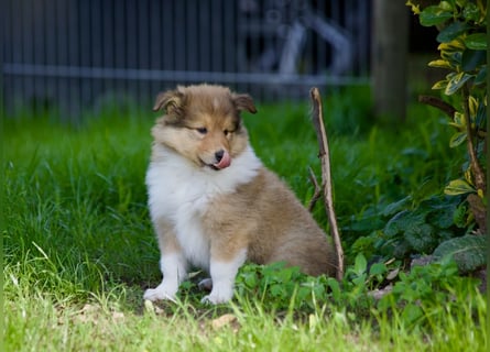 Wundervolle Collie-Welpen suchen ein liebevolles Zuhause