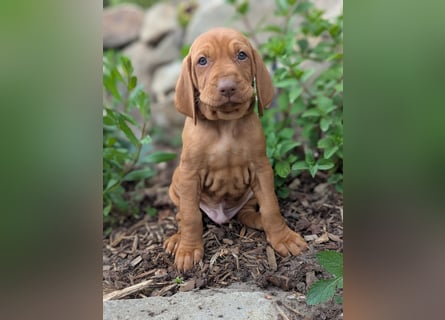 Ungarisch-Drahthaar-Welpen (UD) - Magyar Vizsla
