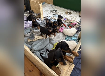 Deutsche Pinscher Welpen