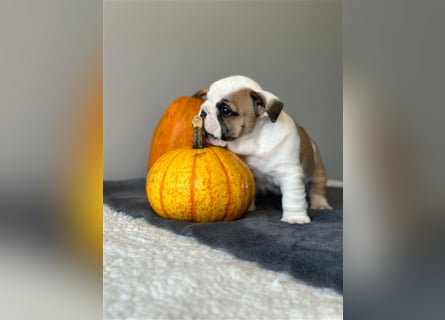 Englische Bulldoggenwelpen verfügbar in der Hauszucht "Von Teodor" FCI!