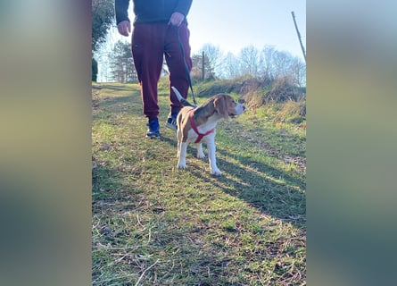 Beagel Hundin