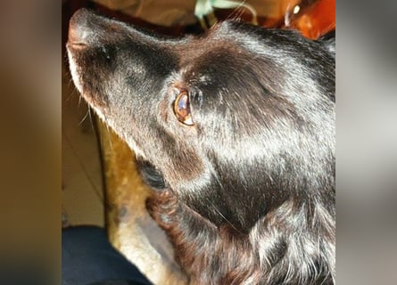 ungar. Zamperl MOLLY - 8 Jahre, 35cm/9,8kg - kleiner Mischling