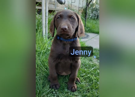 Welpen Labradoodle F1 Braun Groß Könispudel x Labrador