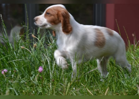Sturmtatze - Irish Red and White Setter