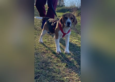 Beagel Hundin