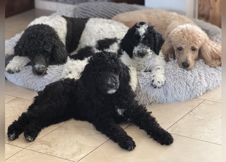 Bezaubernde Königspudel Welpen, Großpudel, Harlekin, Pudel, Videos