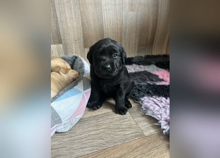 Reinrassige Labrador Welpen m.P. aus liebevoller Zucht
