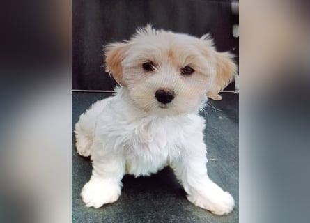 Maltipoo Welpen, Rüden