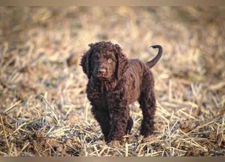 Irish Water Spaniel Welpen / Nichthaarend / FCI - VDH Zucht