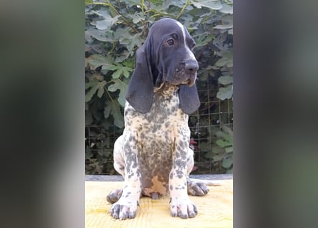 Braque d'Auvergne (Auvergne Vorstehhund) Welpe