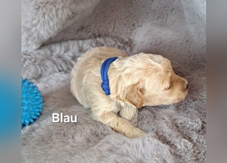 Maltipoo Welpen