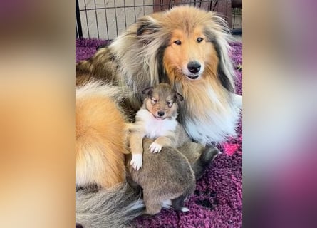 Wundervolle Collie-Welpen aus liebevoller VDH-Zucht suchen ein liebevolles Zuhause