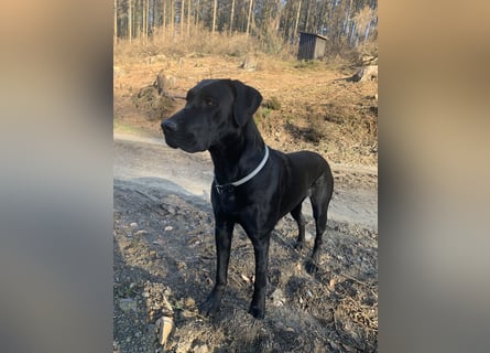 Wurf Cane Corso/Flat & Broholmer