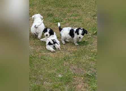 Spanische Wasserhund Welpen reinrassig
