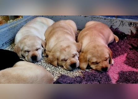 Labrador Welpen mit Ahnentafel, abzugeben ab Mitte /Ende Mai