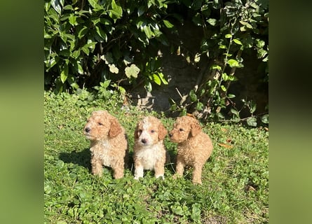 Mini Goldendoodel Welpen F3 - abzugeben ab Ende Oktober