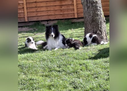 Sheltie Shetland Sheepdog