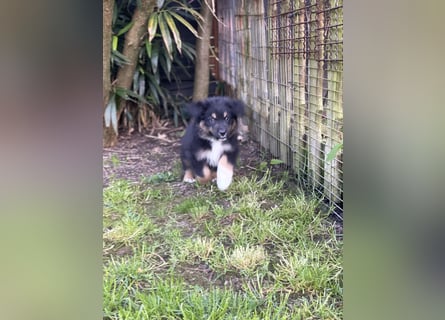 Diese süßen Australian Shepherd Fellnasen