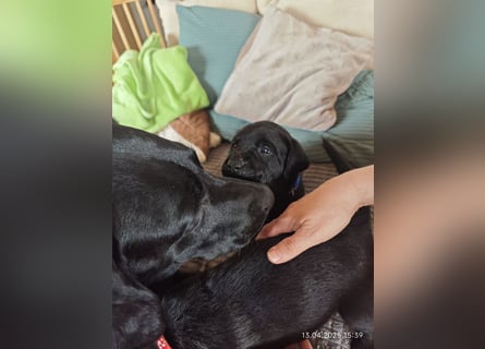 Welpe männlich dunkelblaues Halsband