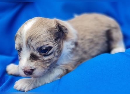 Bezaubernde Welpen aus Bolonka Zwetna und Pomeranian (Zwergspitz)