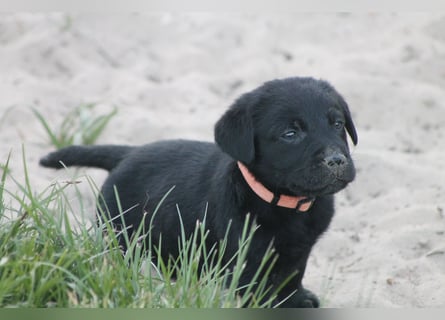 Labrador Welpen