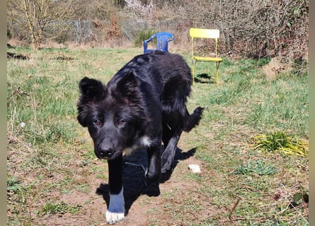 6 Monate alter Jung_ Shollie: Intelligent, Stubenrein, lernbegierig...