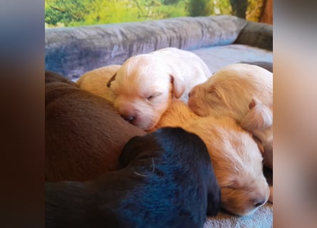 Reinrassige Labradorwelpen