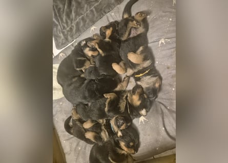 Rottweiler Schäferhund Mischling