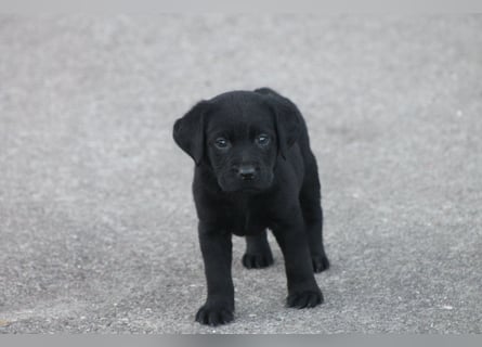 Labrador Welpen