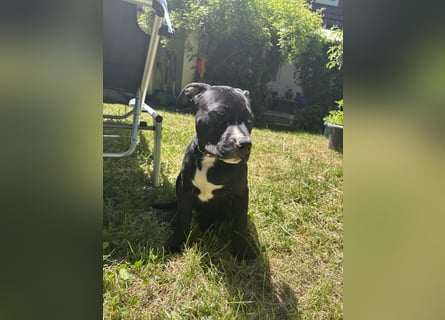 Amstaff Welpe