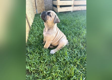 Zuckersüße Freiatmige Bulldoggenwelpen